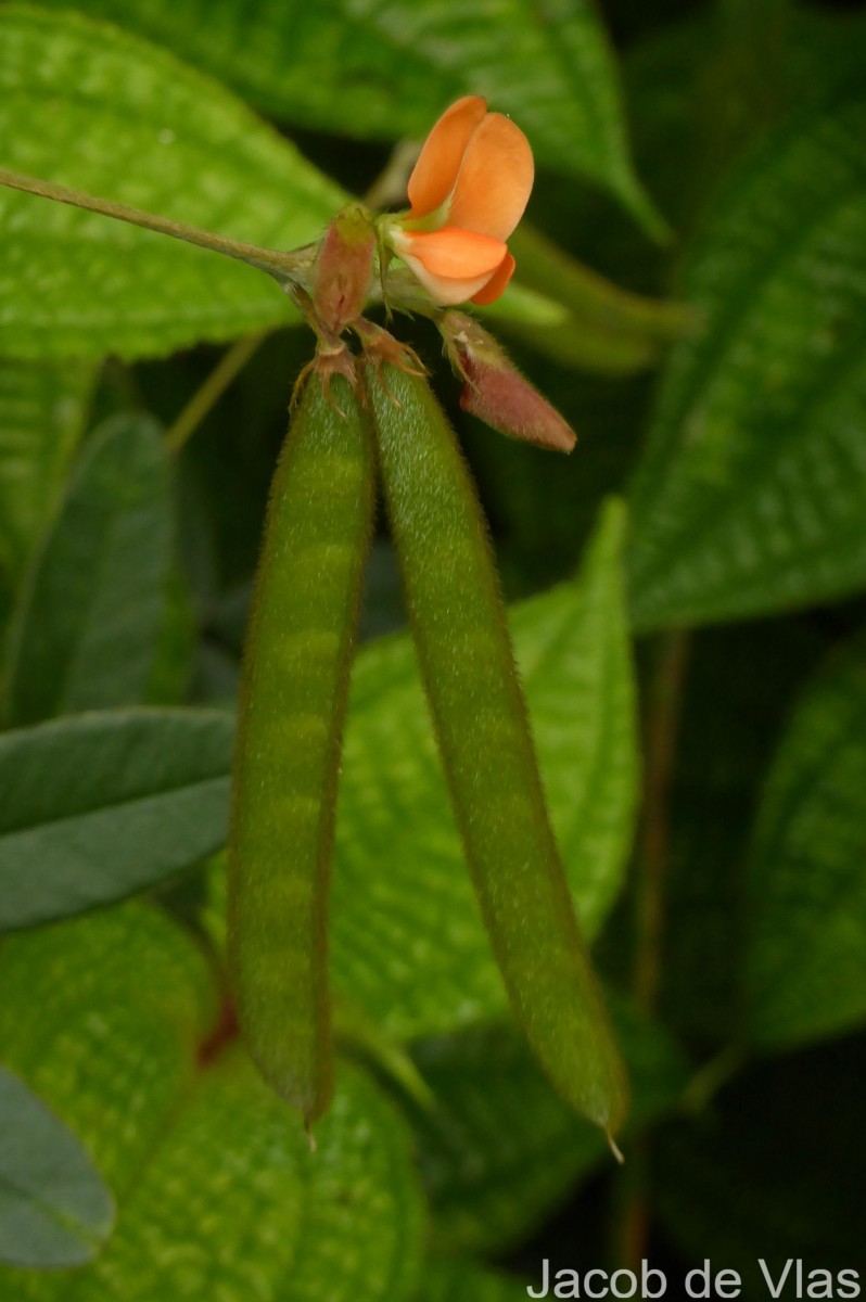 Tephrosia tinctoria (L.) Pers.